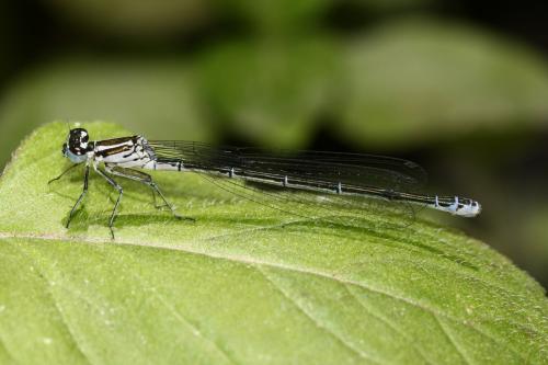 Coenagrion puella